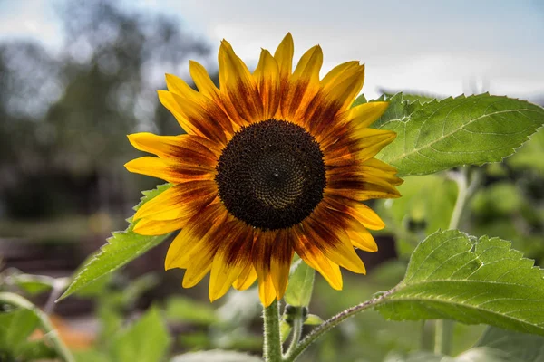 Slunečnice Poli Žlutými Květy — Stock fotografie