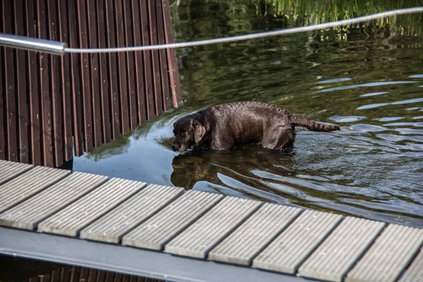 Baignade Chien Mouillé Été — Photo