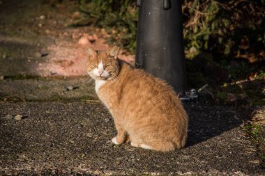 Şişman açık kahverengi kedi sokakta