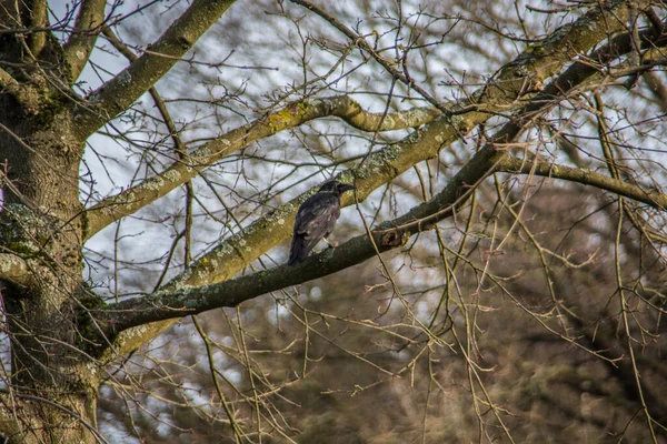 Corbeau Oiseau Sur Érable — Photo