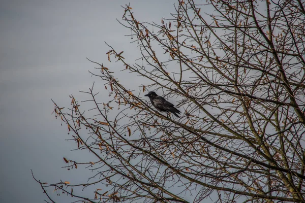 Pássaro Corvo Árvore Bordo — Fotografia de Stock