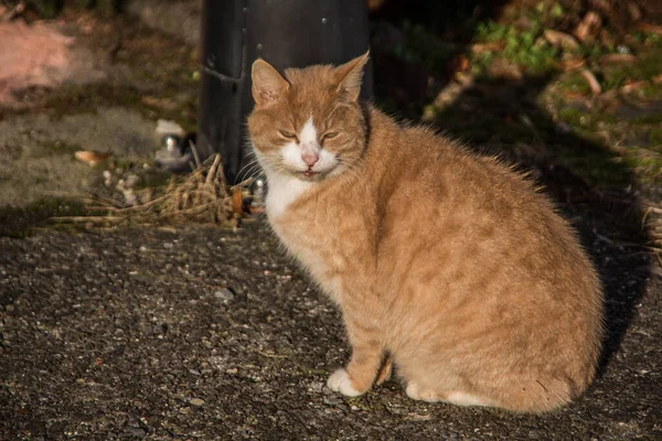 Gros Chat Brun Clair Dans Rue — Photo