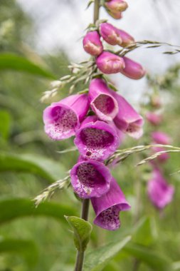 Kırmızı yüksükotu ormanın kenarında
