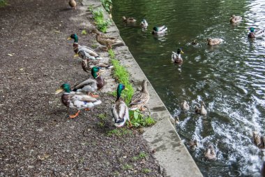 Ördekler şehir parkındaki gölette yüzerler.