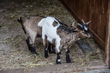 Kahverengi teke çimlerde