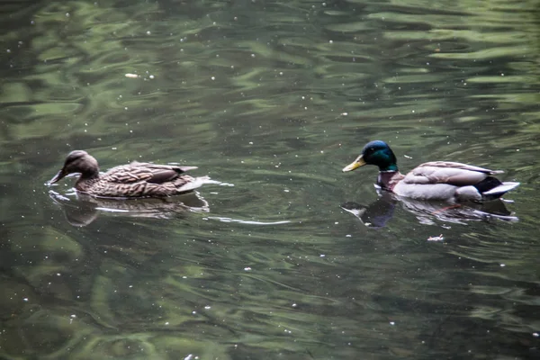 Ducks Swim Pond City Park — Stock Photo, Image