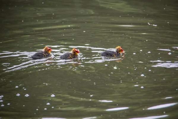 Kaczki Pływają Stawie Parku Miejskim — Zdjęcie stockowe