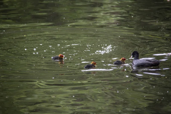 Ördekler Şehir Parkındaki Gölette Yüzerler — Stok fotoğraf