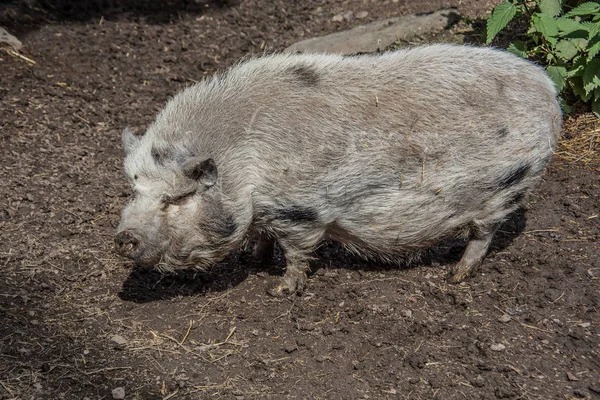 Μαλλιαρό Τριχωτό Γουρούνι Στη Λάσπη — Φωτογραφία Αρχείου