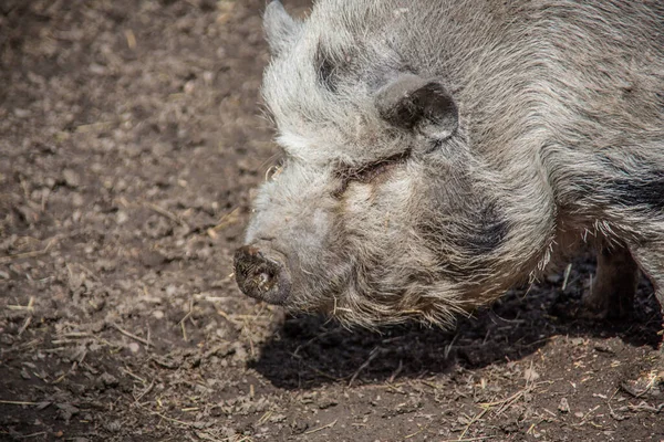 Wolliges Haariges Schwein Schlamm — Stockfoto