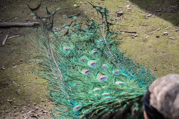 Peacock Blue Plumage — Stock Photo, Image