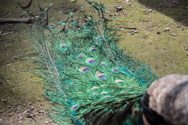 Peacock Blue Plumage — Stock Photo, Image