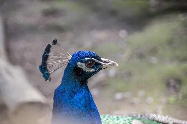 Peacock Blue Plumage — Stock Photo, Image