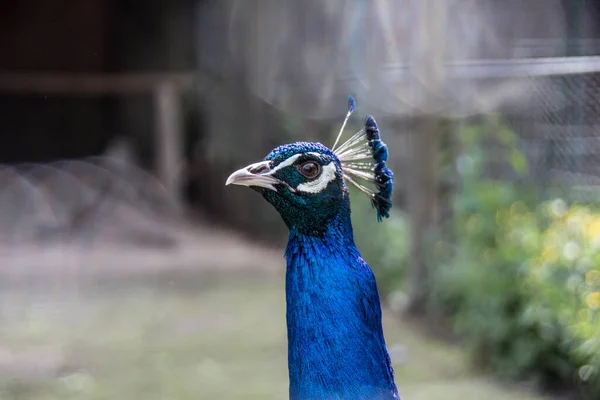 Peacock Blue Plumage — Stock Photo, Image