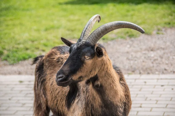 Brown Billy Goat Grass — Stock Photo, Image