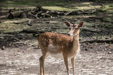 Ormanda geyik temizliği