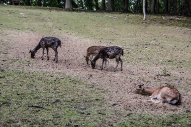 Ormanda geyik temizliği