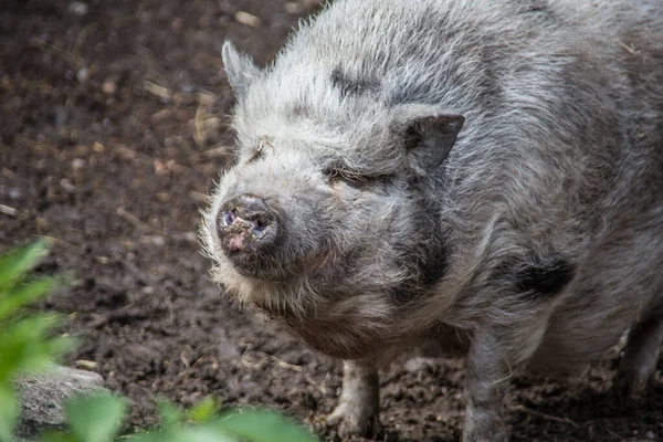 Wolliges Haariges Schwein Schlamm — Stockfoto