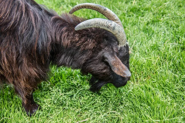 Bruine Geit Het Gras — Stockfoto