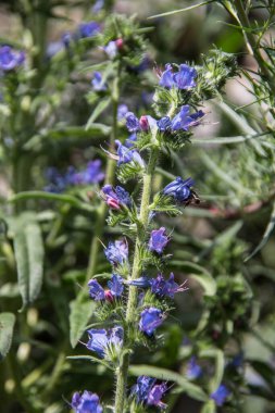 Mavi çiçekli yılanın kafası ormanın kenarında.