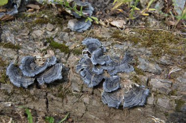 Yıkıcı ağaç mantarları ölü ağaçların üzerinde