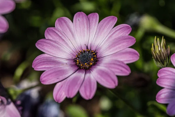 Coloridos Astros Jardín Flores — Foto de Stock