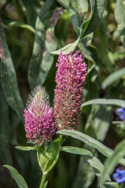 Trevo Foxtail Jardim — Fotografia de Stock