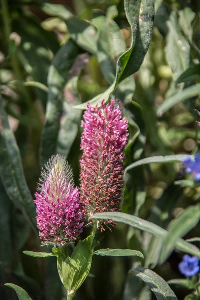 Trevo Foxtail Jardim — Fotografia de Stock