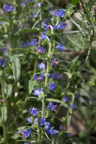 Cabeça Víbora Flor Azul Borda Floresta — Fotografia de Stock