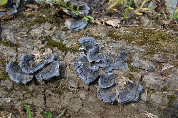 Funghi Albero Distruttivi Legno Morto — Foto Stock