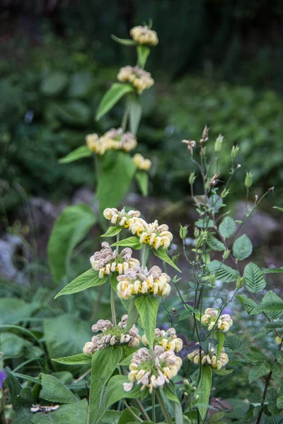 Russel Fogo Erva Com Flores Amarelas — Fotografia de Stock