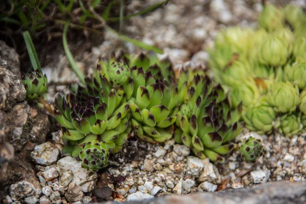 Geel Bloeiende Huiseek Rotstuin — Stockfoto