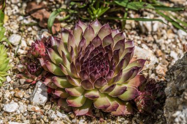 Sarı çiçekli ev taş bahçesinde.