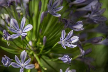 Çayırda mavi mücevher zambağı