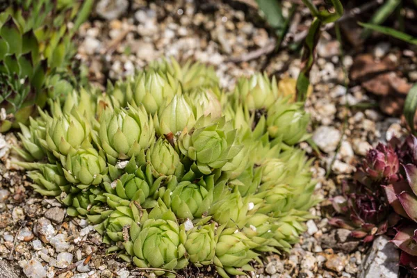 Geel Bloeiende Huiseek Rotstuin — Stockfoto