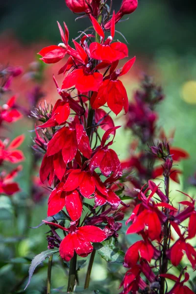 Rośliny Ozdobne Czerwonymi Kwiatami — Zdjęcie stockowe