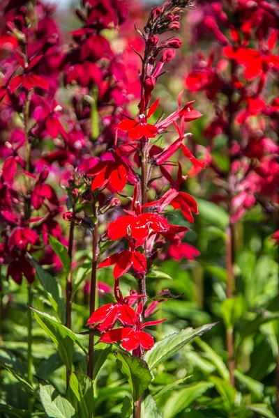 Plantas Ornamentais Com Flores Vermelhas — Fotografia de Stock