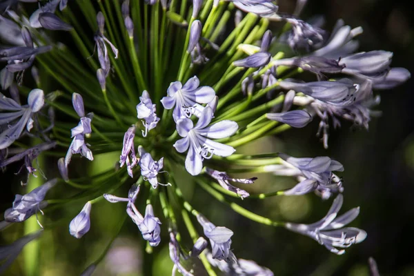 Giglio Gioielli Blu Sul Prato — Foto Stock