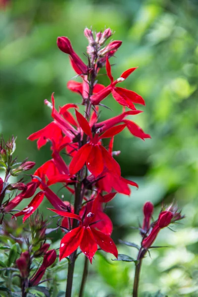 Okrasné Rostliny Červenými Květy — Stock fotografie