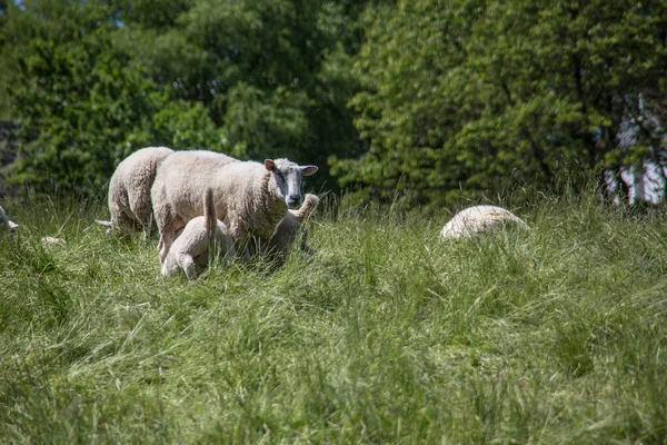 在茂密的草地上放羊 — 图库照片