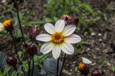 Yatak bitkilerinde pembe mor çiçekler