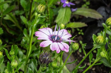 Yatak bitkilerinde pembe mor çiçekler