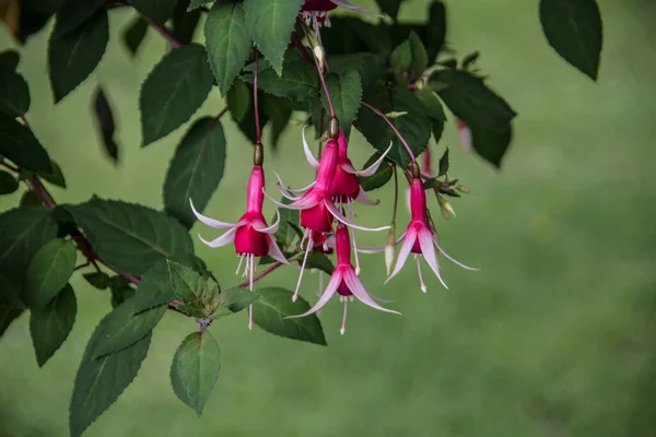 Fuchsia Red Flowers — Stock Photo, Image