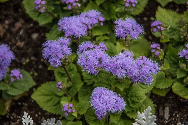 Bálsamo Fígado Com Flores Azuis — Fotografia de Stock