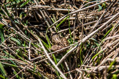 Uzun otların arasındaki gölde sıradan bir kurbağa.