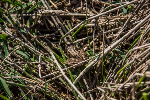 Uzun Otların Arasındaki Gölde Sıradan Bir Kurbağa — Stok fotoğraf