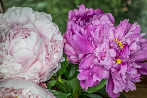 Flores Rosa Peônia — Fotografia de Stock