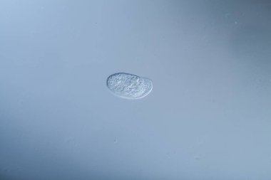 Su damlalarında yiyecek arayan silikonlar