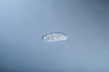 Su damlalarında yiyecek arayan silikonlar