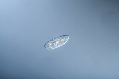 Su damlalarında yiyecek arayan silikonlar